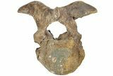 Hadrosaur (Lambeosaurus) Cervical Vertebra - Montana #234561-3